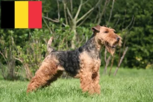 Scopri di più sull'articolo Allevatori e cuccioli di Welsh Terrier in Belgio