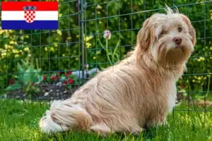 Scopri di più sull'articolo Allevatori e cuccioli di Havanese in Croazia