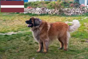 Scopri di più sull'articolo Allevatori di Leonberger e cuccioli in Lettonia