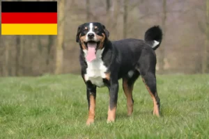 Scopri di più sull'articolo Allevatori e cuccioli di Appenzell Mountain Dog in Germania