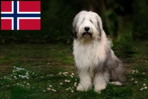 Scopri di più sull'articolo Allevatori di Bobtail e cuccioli in Norvegia