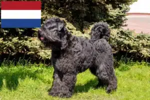 Scopri di più sull'articolo Allevatori di Bouvier des Flandres e cuccioli nei Paesi Bassi