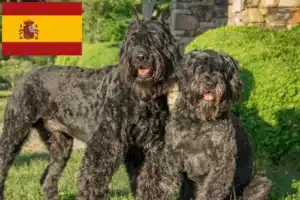 Scopri di più sull'articolo Allevatori di Bouvier des Flandres e cuccioli in Spagna