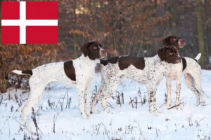 Scopri di più sull'articolo Allevatori di Braque français tipo Pyrénées e cuccioli in Danimarca