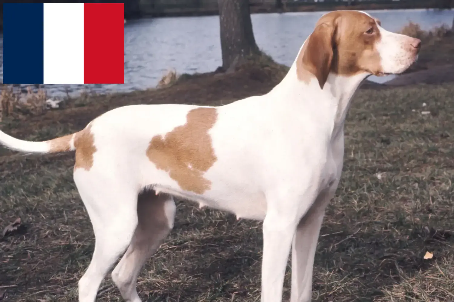 Scopri di più sull'articolo Allevatori e cuccioli di Braque Saint-Germain in Francia