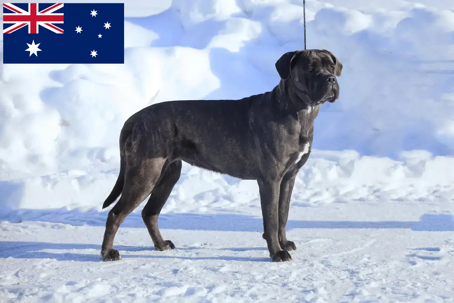 Scopri di più sull'articolo Allevatori di Cane Corso Italiano e cuccioli in Australia