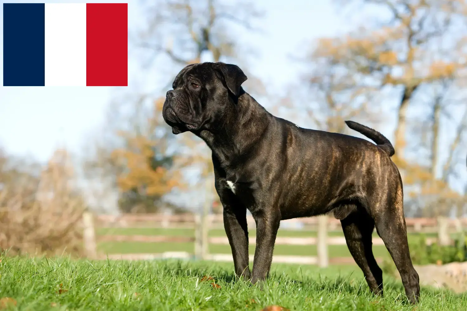 Scopri di più sull'articolo Allevatori e cuccioli di Cane Corso Italiano in Francia