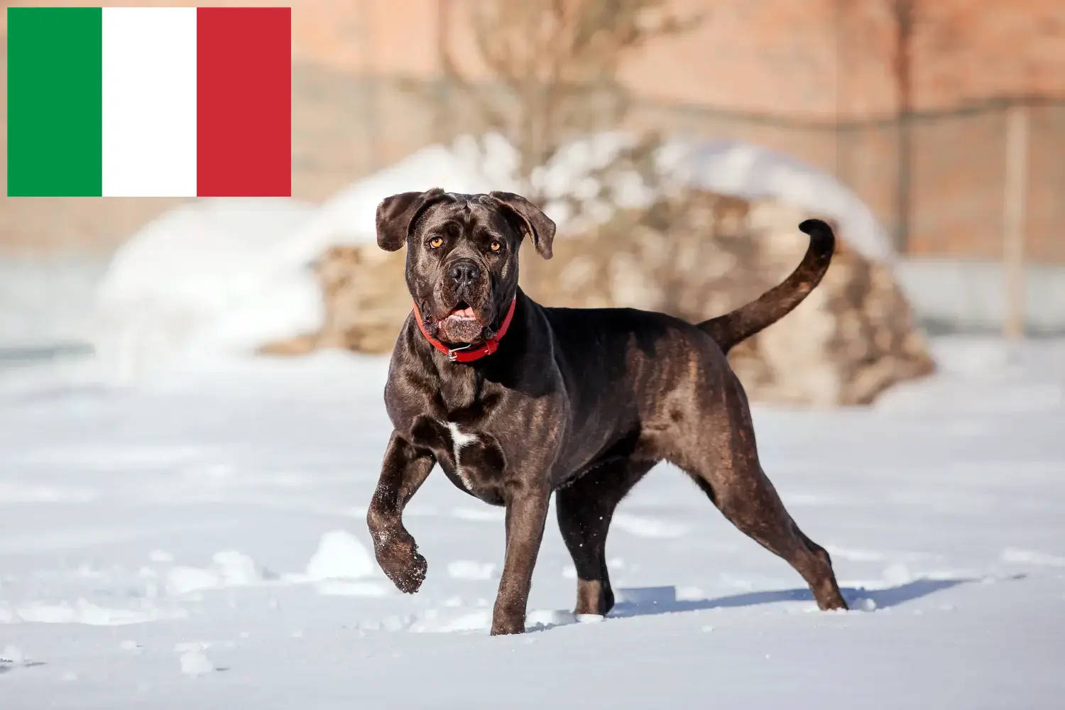 Scopri di più sull'articolo Allevatori di Cane Corso Italiano e cuccioli in Italia