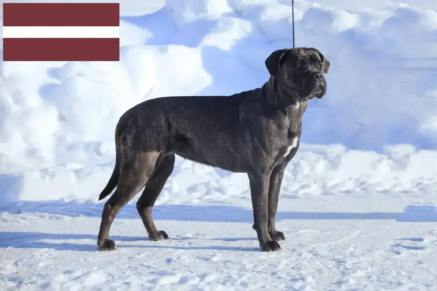 Scopri di più sull'articolo Allevatori di Cane Corso Italiano e cuccioli in Lettonia