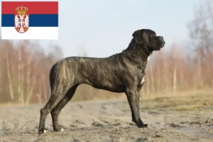 Scopri di più sull'articolo Allevatori e cuccioli di Cane Corso Italiano in Serbia