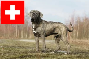 Scopri di più sull'articolo Allevatori di Cane Corso Italiano e cuccioli in Svizzera