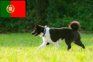 Scopri di più sull'articolo Allevatore di cani orso careliano e cuccioli in Portogallo