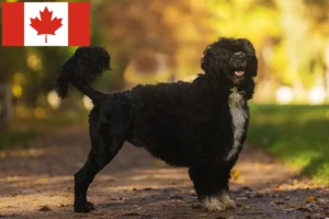 Scopri di più sull'articolo Allevatori di Cão de Agua português e cuccioli in Canada