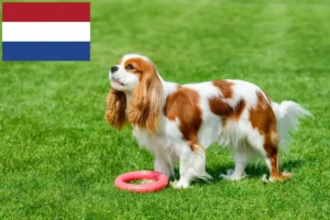 Scopri di più sull'articolo Allevatori di Cavalier King Charles Spaniel e cuccioli nei Paesi Bassi