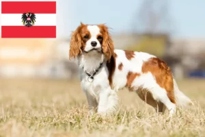 Scopri di più sull'articolo Allevatori di Cavalier King Charles Spaniel e cuccioli in Austria