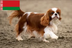 Scopri di più sull'articolo Allevatori di Cavalier King Charles Spaniel e cuccioli in Bielorussia