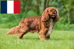 Scopri di più sull'articolo Allevatori di Cavalier King Charles Spaniel e cuccioli in Francia