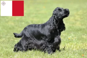 Scopri di più sull'articolo Allevatori di Cocker Spaniel Inglese e cuccioli a Malta