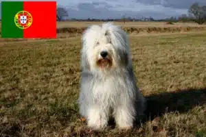 Scopri di più sull'articolo Allevatori di Bobtail e cuccioli in Portogallo