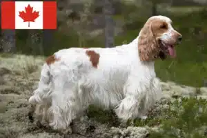 Scopri di più sull'articolo Allevatori di Cocker Spaniel Inglese e cuccioli in Canada