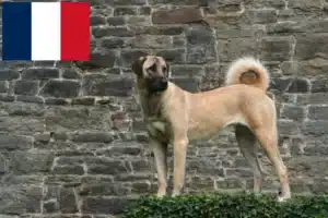 Scopri di più sull'articolo Allevatori e cuccioli di Kangal in Francia