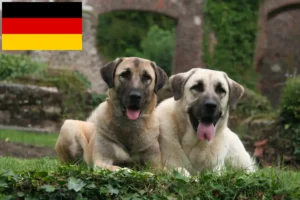 Scopri di più sull'articolo Allevatori di Kangal e cuccioli in Germania