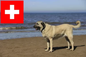 Scopri di più sull'articolo Allevatori di Kangal e cuccioli in Svizzera