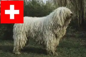 Scopri di più sull'articolo Allevatori di Komondor e cuccioli in Svizzera