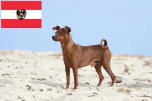 Scopri di più sull'articolo Allevatori di Pinscher in miniatura e cuccioli in Austria