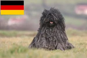 Scopri di più sull'articolo Allevatori di Puli e cuccioli in Germania