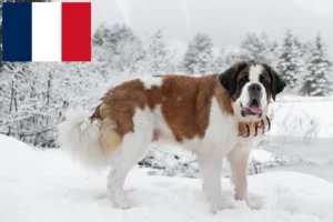 Scopri di più sull'articolo Allevatori e cuccioli di San Bernardo in Francia