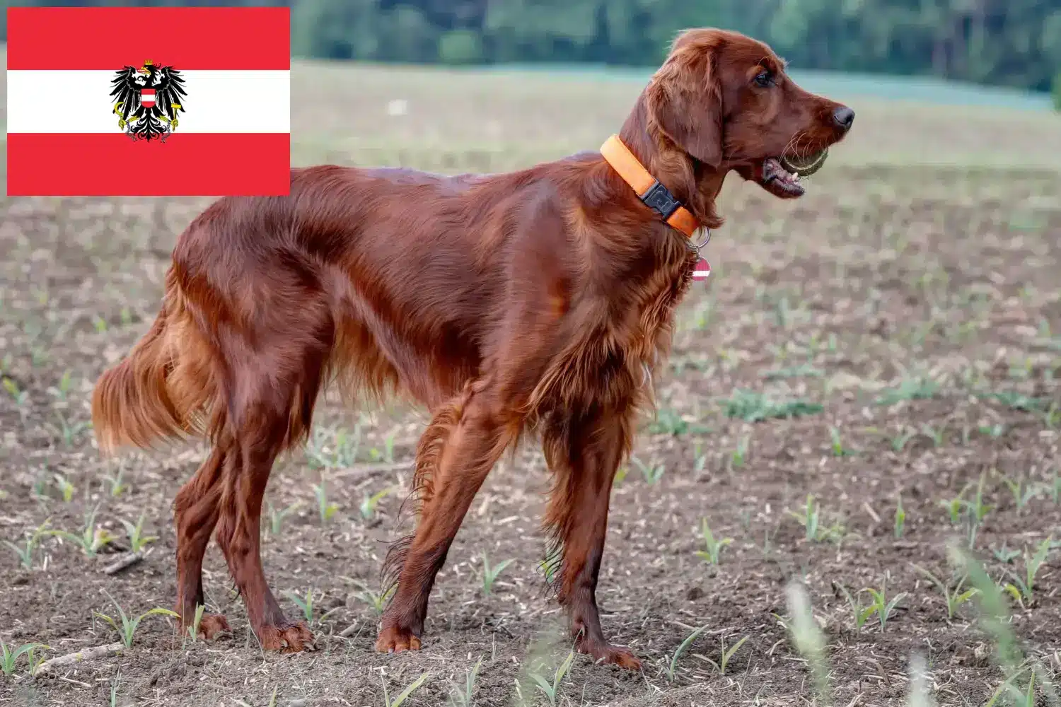 Scopri di più sull'articolo Allevatori di Setter Irlandese Rosso e cuccioli in Austria