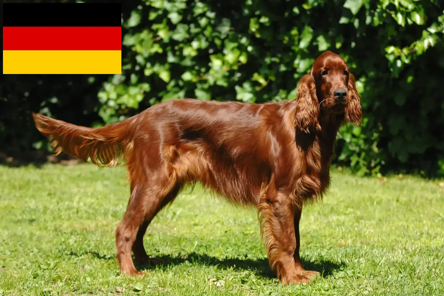 Scopri di più sull'articolo Allevatori e cuccioli di Setter Rosso Irlandese in Germania