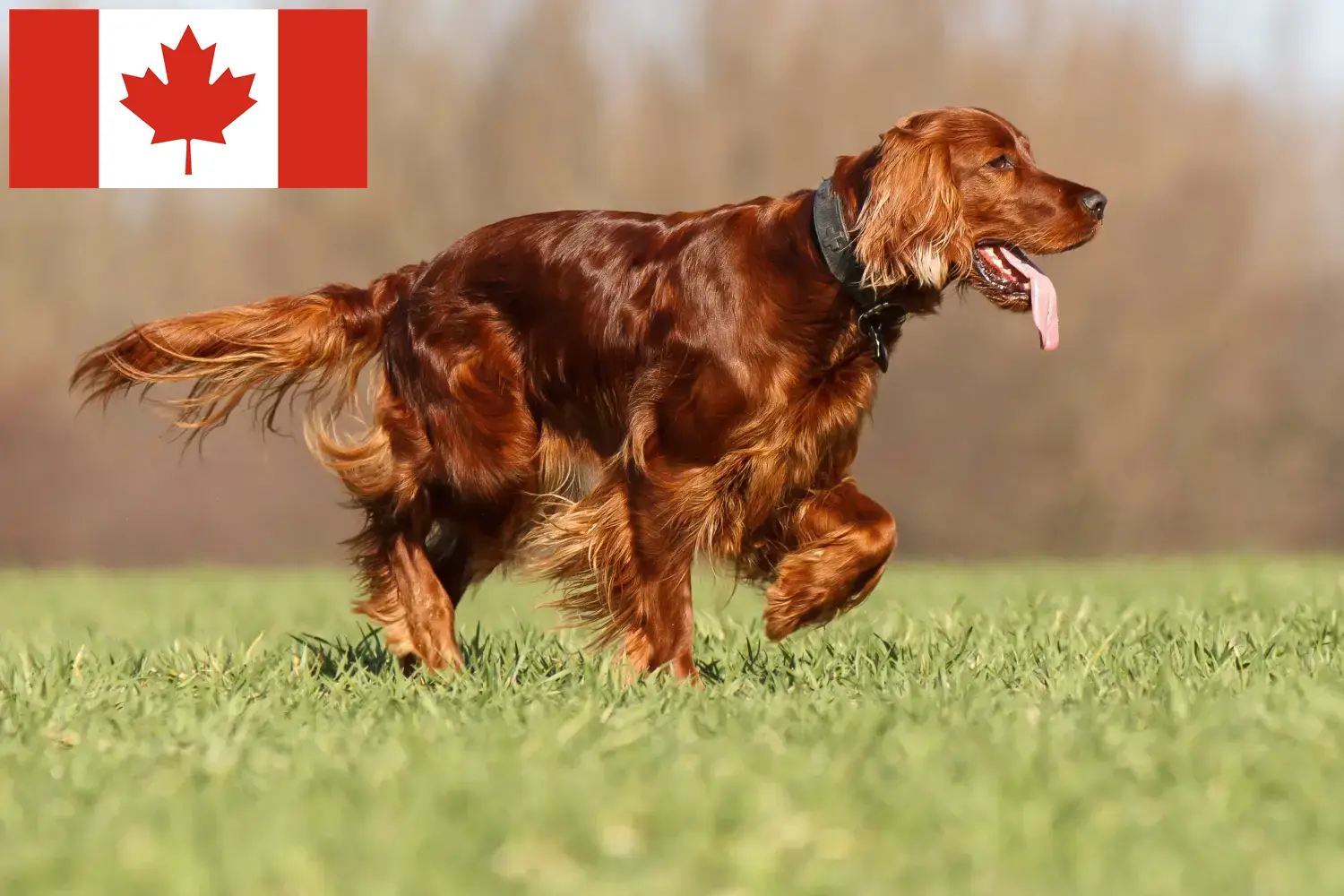 Scopri di più sull'articolo Allevatori e cuccioli di Setter Rosso Irlandese in Canada