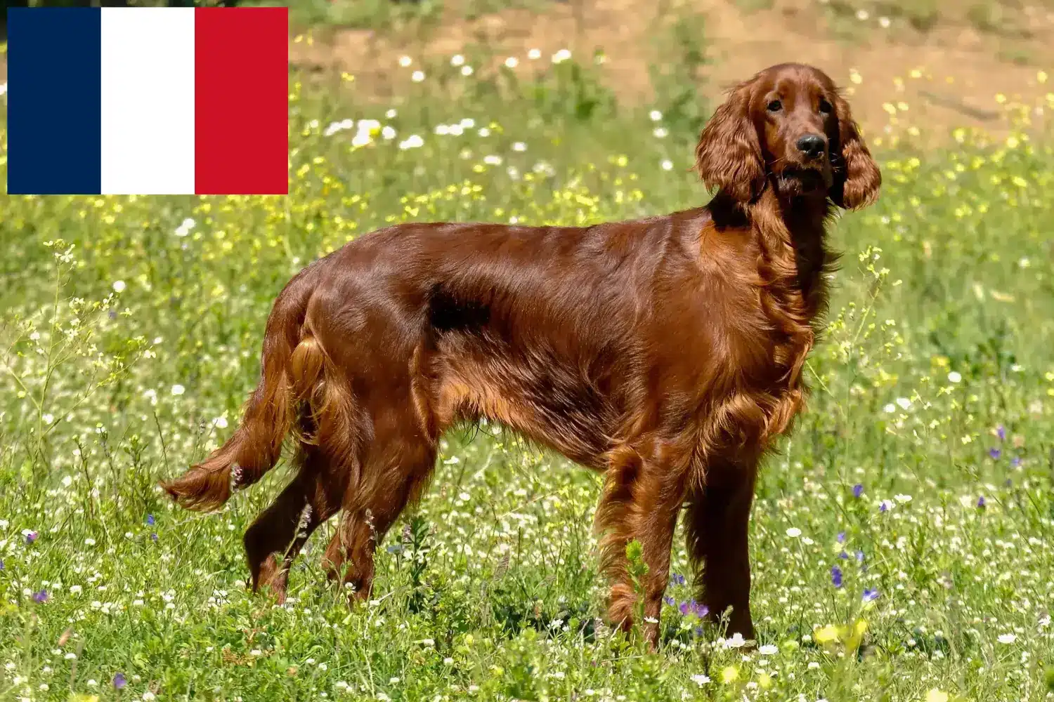 Scopri di più sull'articolo Allevatori di Setter Irlandese Rosso e cuccioli in Francia