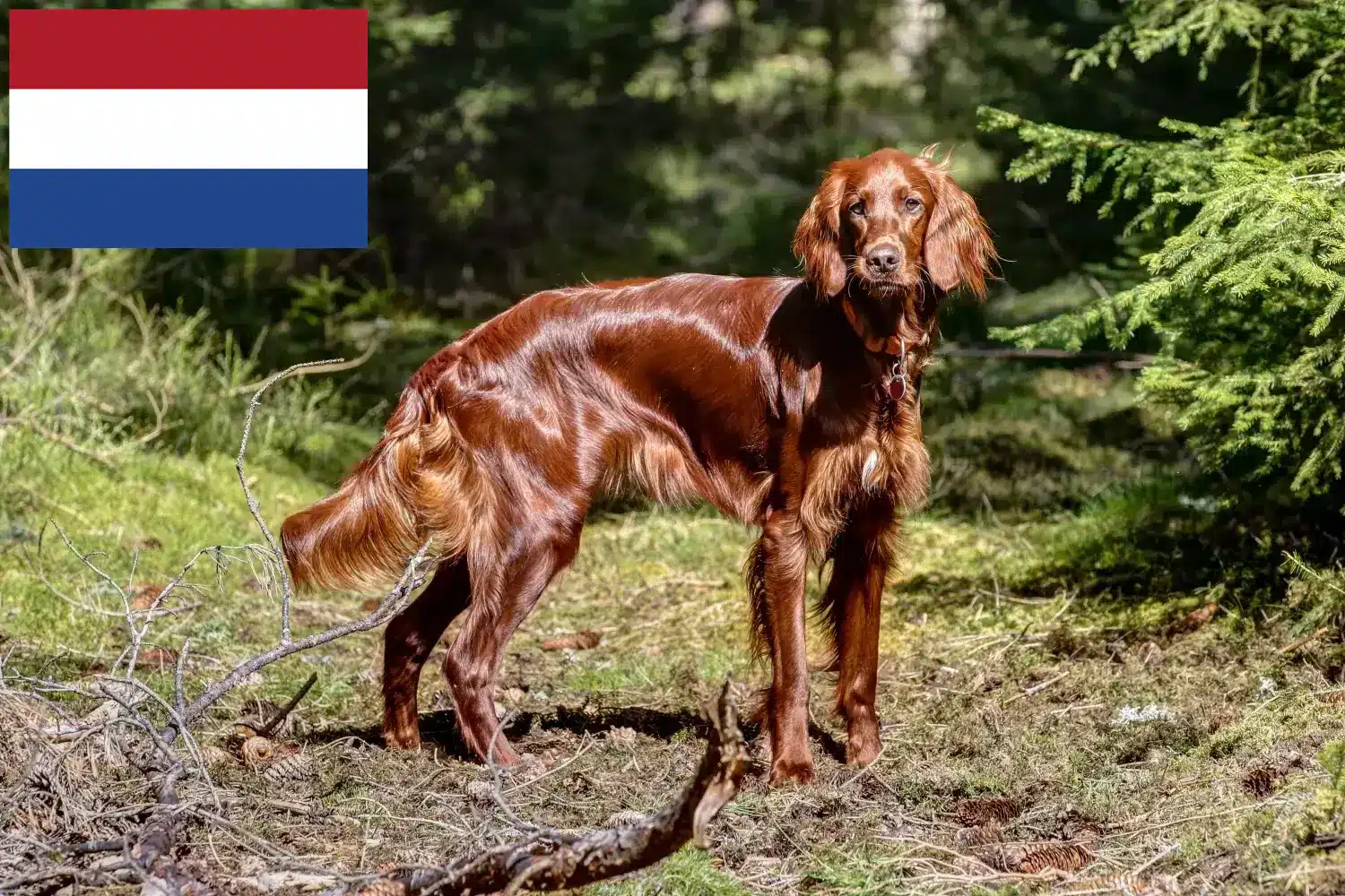 Scopri di più sull'articolo Allevatori e cuccioli di Setter Rosso Irlandese in Olanda