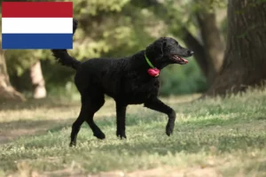 Scopri di più sull'articolo Allevatori e cuccioli di Curly Coated Retriever in Olanda