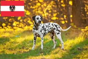 Scopri di più sull'articolo Allevatori di Dalmata e cuccioli in Austria