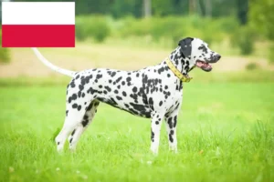 Scopri di più sull'articolo Allevatori di Dalmata e cuccioli in Polonia