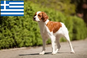 Scopri di più sull'articolo Allevatori di Epagneul Breton e cuccioli in Grecia