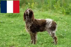 Scopri di più sull'articolo Allevatori e cuccioli di Epagneul de Pont-Audemer in Francia