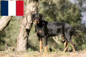 Scopri di più sull'articolo Allevatori di Erdélyi Kopó e cuccioli in Francia