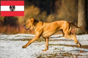 Scopri di più sull'articolo Allevatori di Fila Brasileiro e cuccioli in Austria