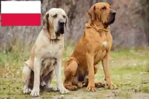 Scopri di più sull'articolo Allevatori di Fila Brasileiro e cuccioli in Polonia