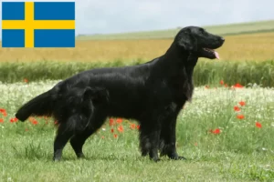 Scopri di più sull'articolo Allevatori e cuccioli di Flat Coated Retriever in Svezia