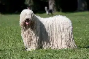 Scopri di più sull'articolo Allevatore di Komondor