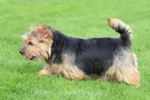 Scopri di più sull'articolo Allevatore di Norfolk Terrier