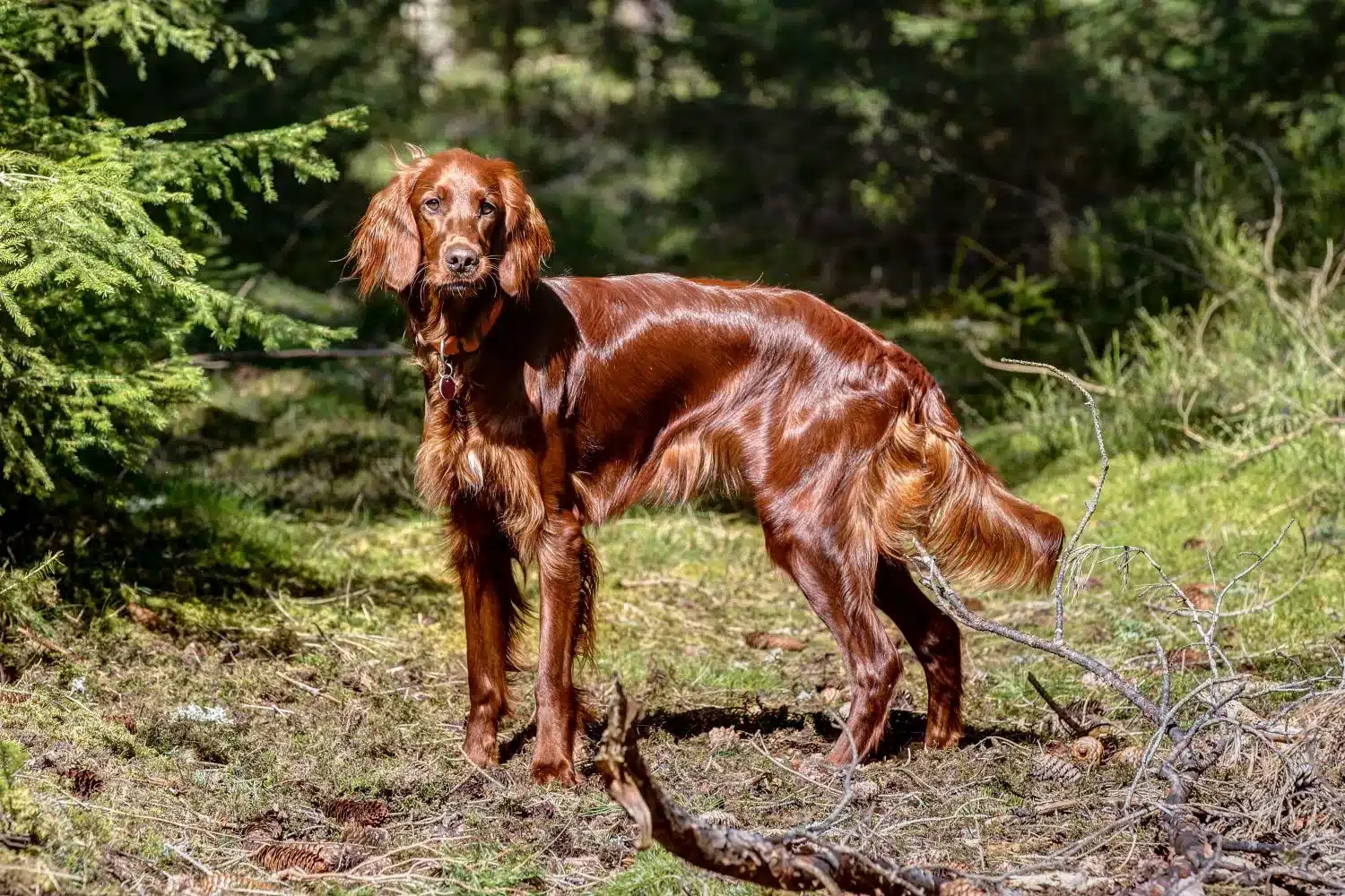 Scopri di più sull'articolo Allevatore di Setter Rossi Irlandesi