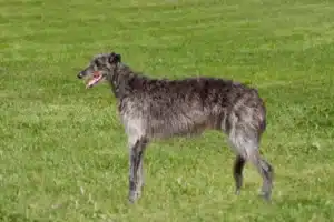 Scopri di più sull'articolo Allevatore di deerhound