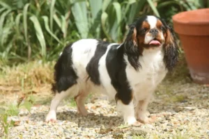 Scopri di più sull'articolo Allevatore di King Charles Spaniel